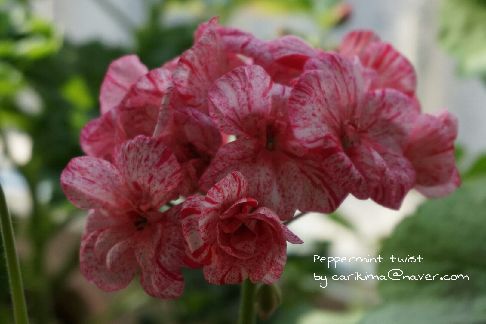 Пеларгония Peppermint Twist Фото