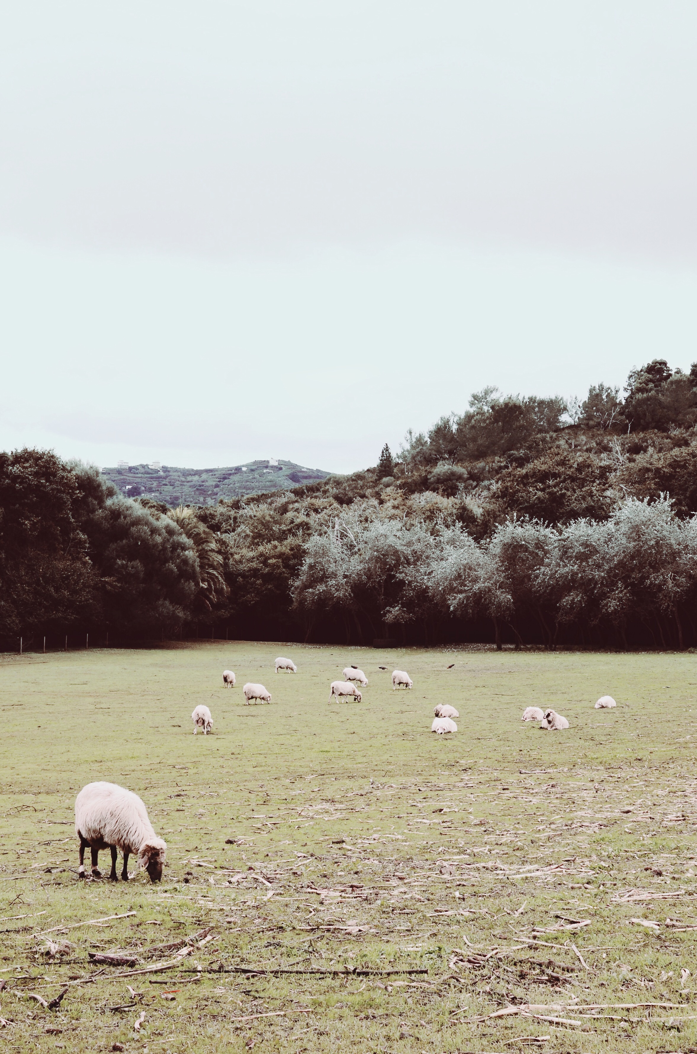 Sheep image by @isr4el