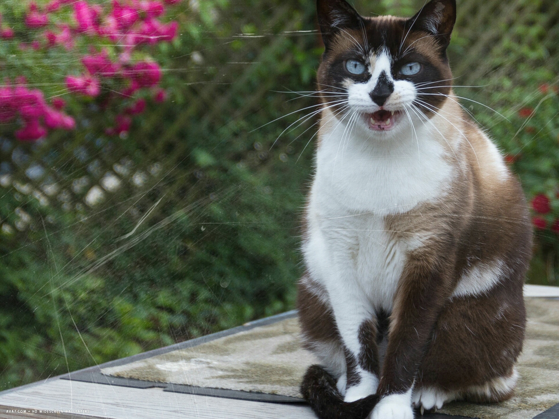 Окраски кошек. Сиамский Сноу-Шу. Кот Сноу Шу. Сноу-Шу котята. Порода котов Сноу Шу.