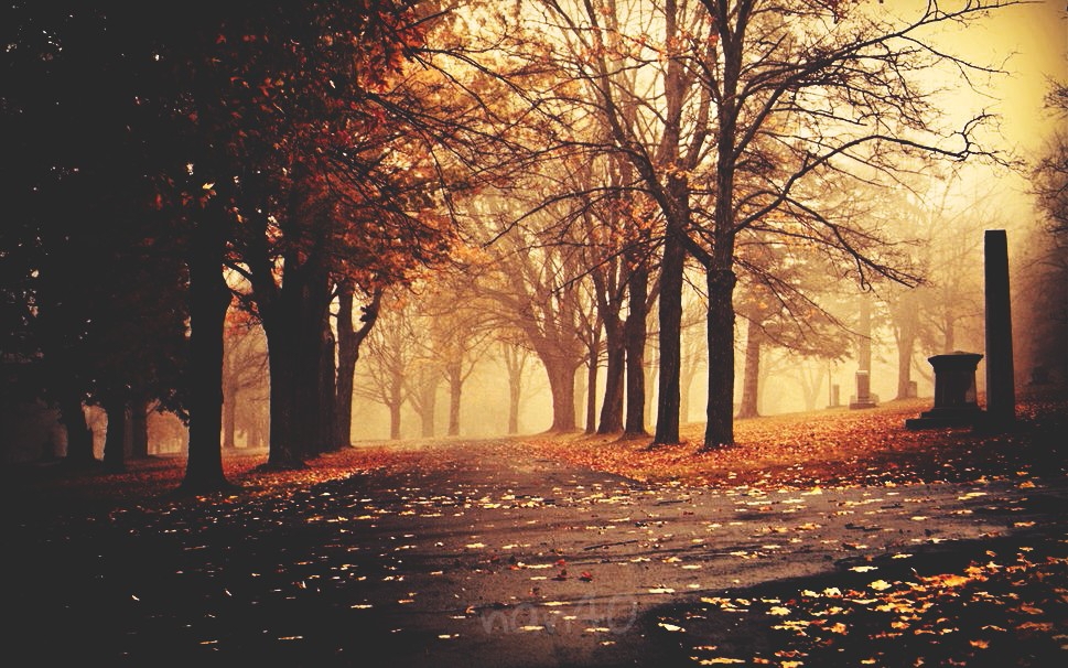 nature photography emotions autumn landscape tree...