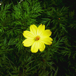 yellow flower photography nice