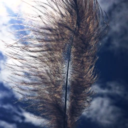 wppsky wppwindy photography travel feather