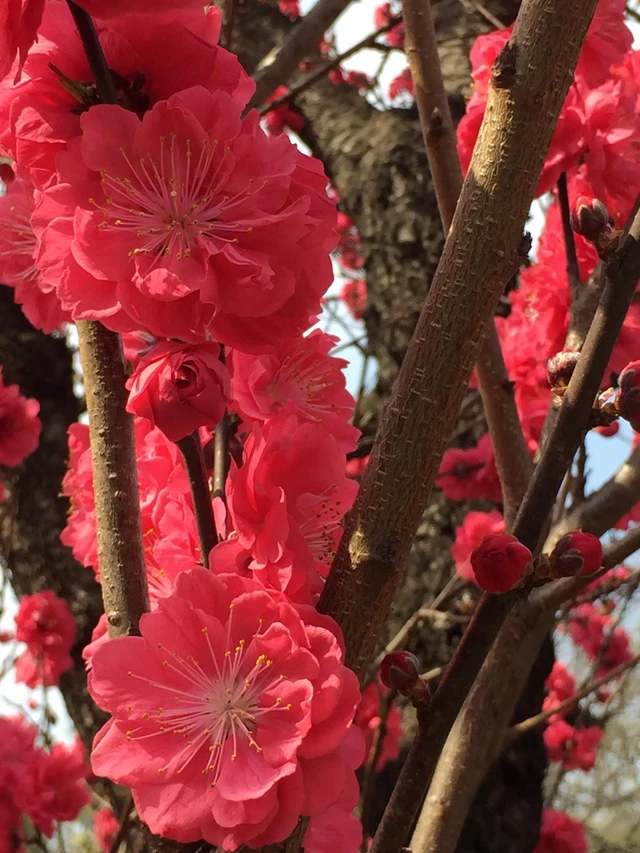 Flower Red Spring Spring Has Image By Aitou Flower Red Spring Spring Has Image By Aitou