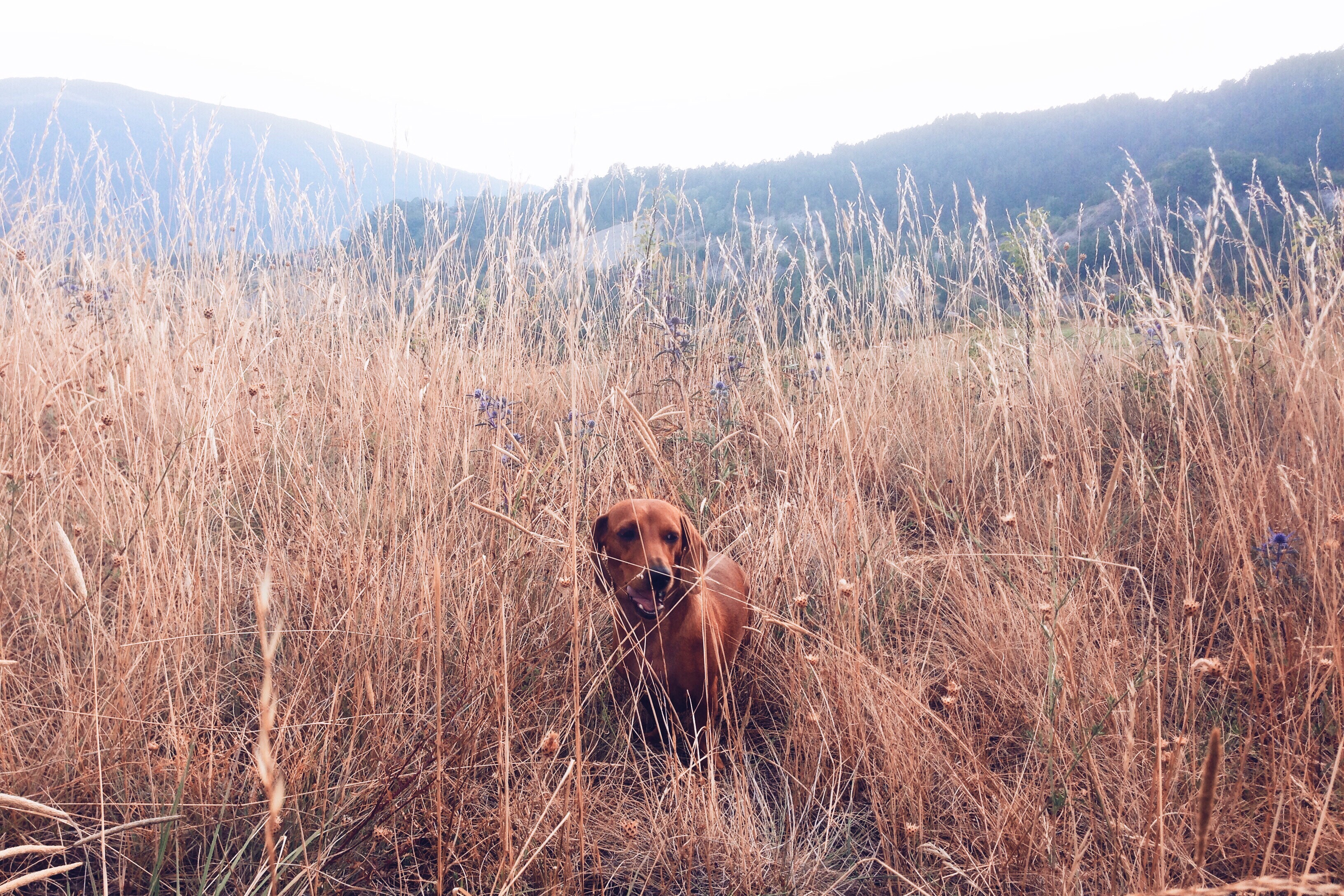 poochpic dachshund dogs puppy grass