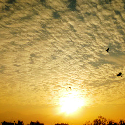 photography sky sun nature birds