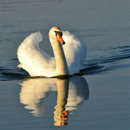 mirror photography swan spring