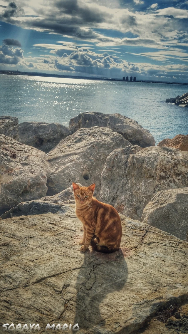 Ma Photo Du Jour Un Chat Plage Image By Soraya Mario Ma Photo Du Jour Un Chat Plage Image By Soraya Mario