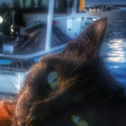 catsofinstagram hdr summer travel colorful