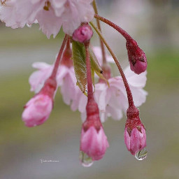 rain raindrops spring photography flower