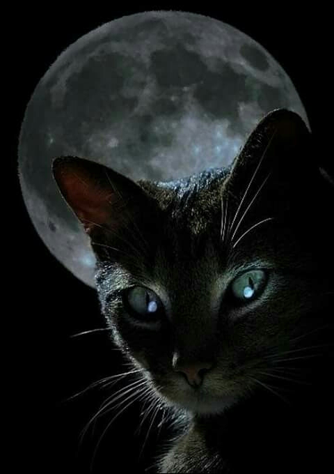 Image result for images of goodnight black cats