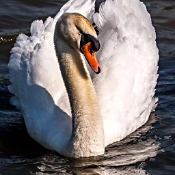 wppwhite bird swan photography interesting